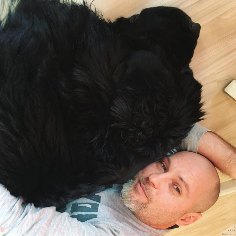 Фото: ньюфаундленд Черная Мафия Биг Банг Тхеору (Chernaya Mafia Big Bang Theory)