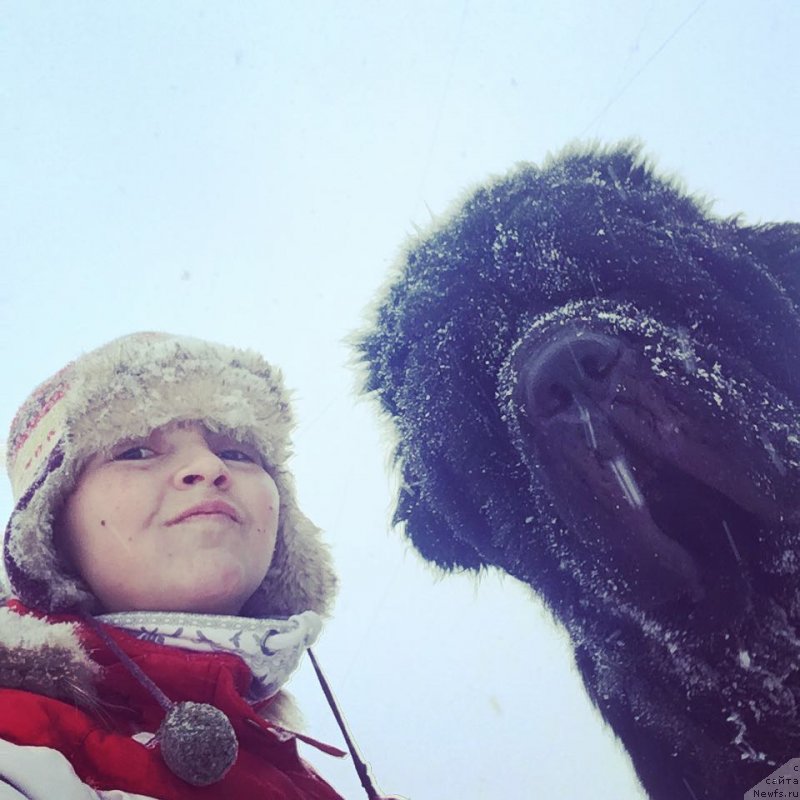 Фото: ньюфаундленд Черная Мафия Биг Банг Тхеору (Chernaya Mafia Big Bang Theory)