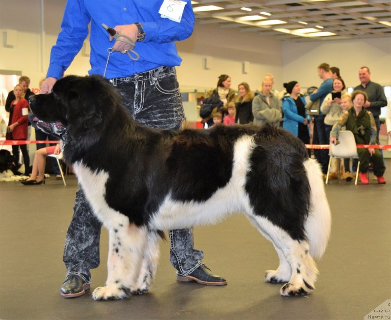 Фото: ньюфаундленд Аквиан Сонг Тайфун