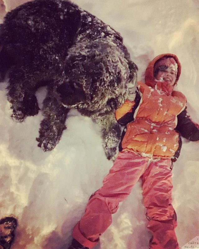 Фото: ньюфаундленд Черная Мафия Биг Банг Тхеору (Chernaya Mafia Big Bang Theory)