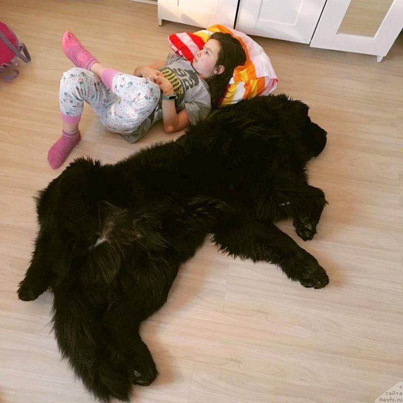 Фото: ньюфаундленд Черная Мафия Биг Банг Тхеору (Chernaya Mafia Big Bang Theory)