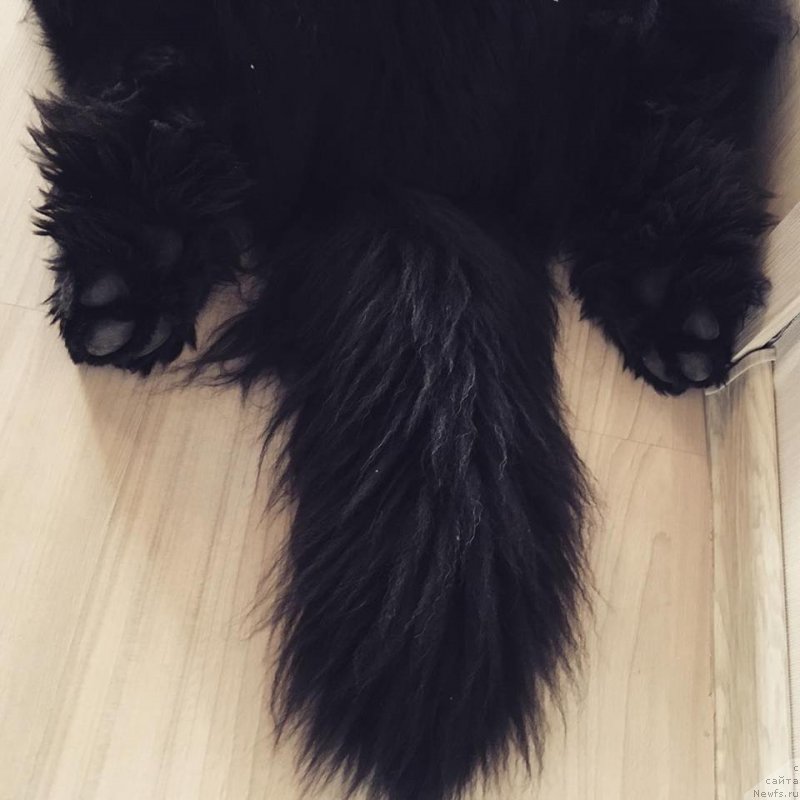 Фото: ньюфаундленд Черная Мафия Биг Банг Тхеору (Chernaya Mafia Big Bang Theory)