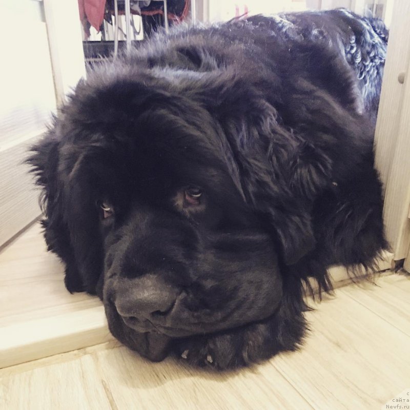 Фото: ньюфаундленд Черная Мафия Биг Банг Тхеору (Chernaya Mafia Big Bang Theory)