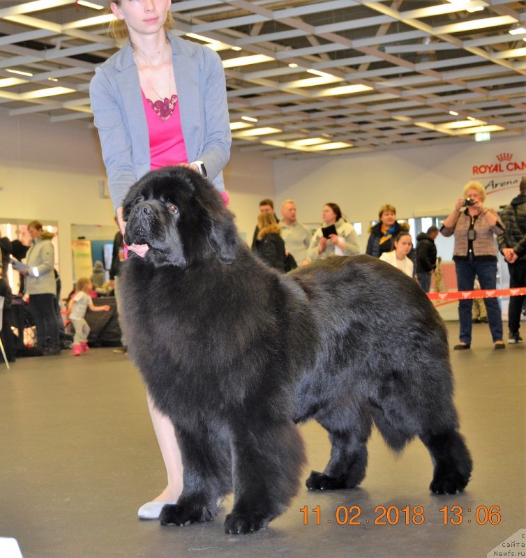 Фото: ESTFOUNDLAND LOVELY TOMMY