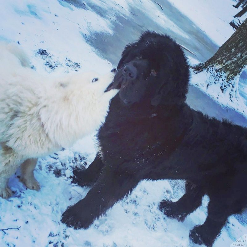 Фото: ньюфаундленд Черная Мафия Биг Банг Тхеору (Chernaya Mafia Big Bang Theory)