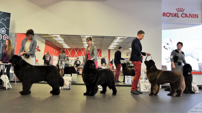 Фото: ньюфаундленд Браунблад МСК Амадей-Дефендер (Brownblood MSK Amadey-Defender), ньюфаундленд Браунблад МСК Альфа-Ромео Голд Бадди (Brownblood MSK Alfa-Romeo Gold Baddy)