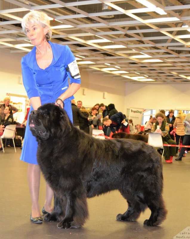 Фото: ньюфаундленд Сент Джонс Ясон (Sent Djons Yason)