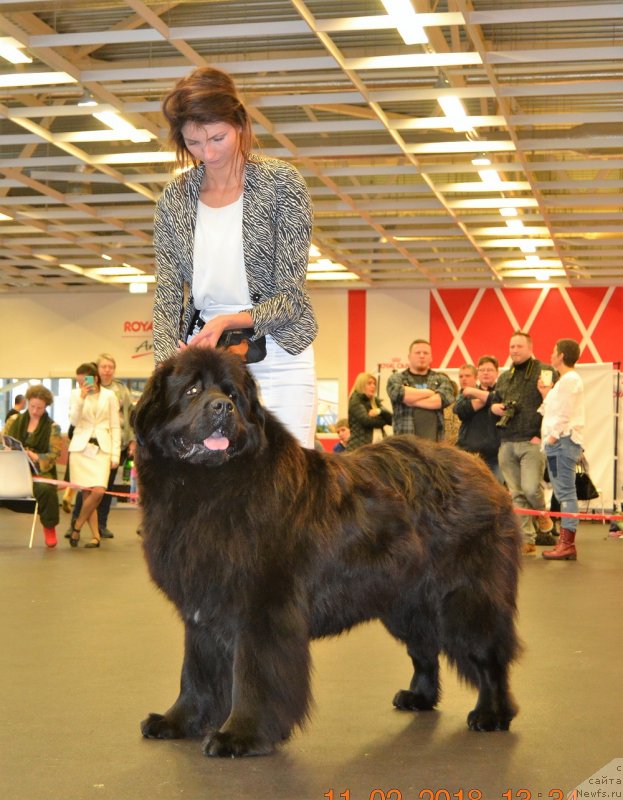 Фото: BOSSA 'N' MAGIC SIMPLY SURVIVOR