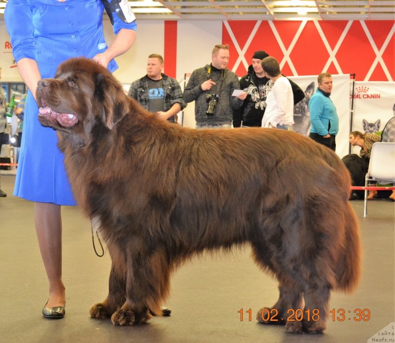 Фото: ньюфаундленд Joop Cancrimo z Lednickiego Zakola