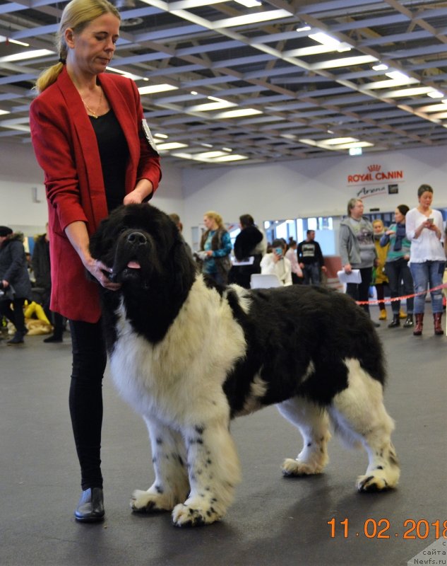 Фото: ньюфаундленд Супер Бизон Зербино