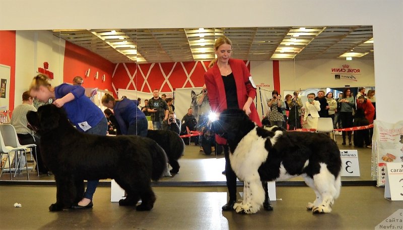 Фото: PRIVATE CAST THIS IS ABOUT ME, ньюфаундленд Супер Бизон Зербино