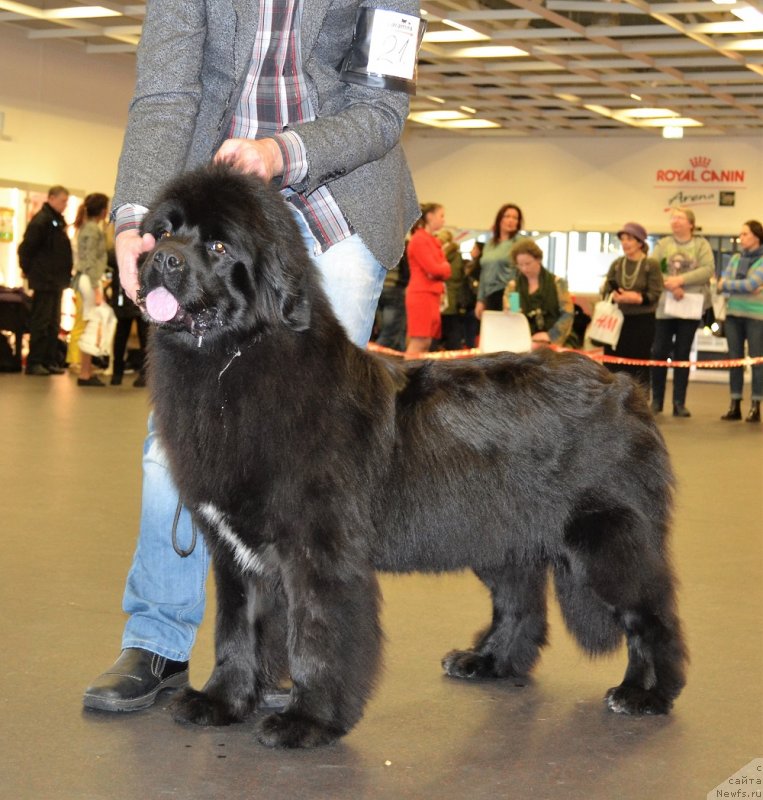 Фото: ньюфаундленд Акватория Келвин Лига Чемпионов