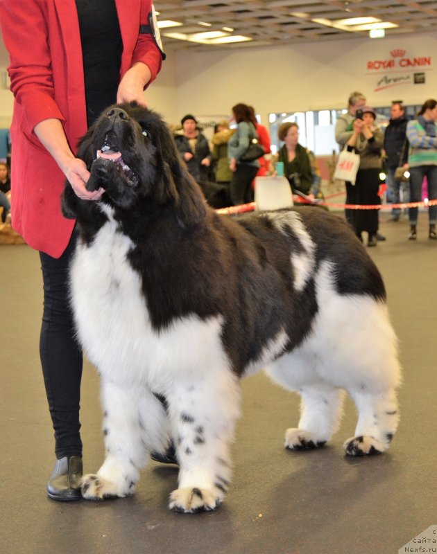 Фото: ньюфаундленд Терра Виктория Захира