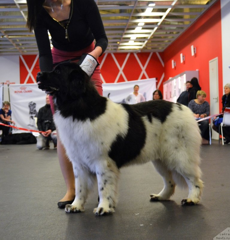 Фото: ньюфаундленд Терра Виктория Заметти Роуз