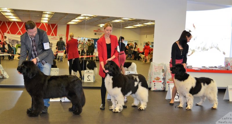 Фото: ньюфаундленд Акватория Келвин Лига Чемпионов, ньюфаундленд Терра Виктория Захира, ньюфаундленд Терра Виктория Заметти Роуз