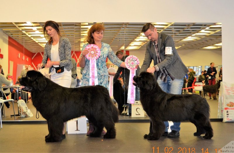 Фото: ньюфаундленд Браунблад МСК Амадей-Дефендер (Brownblood MSK Amadey-Defender), ньюфаундленд Акватория Келвин Лига Чемпионов