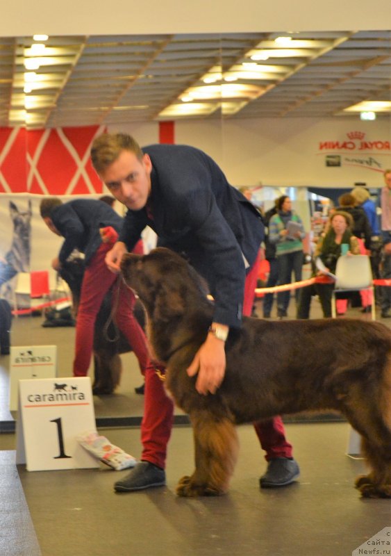 Фото: ньюфаундленд Браунблад МСК Альпина Гуардиан Соул (Brownblood MSK Alpina Guardian Soul)