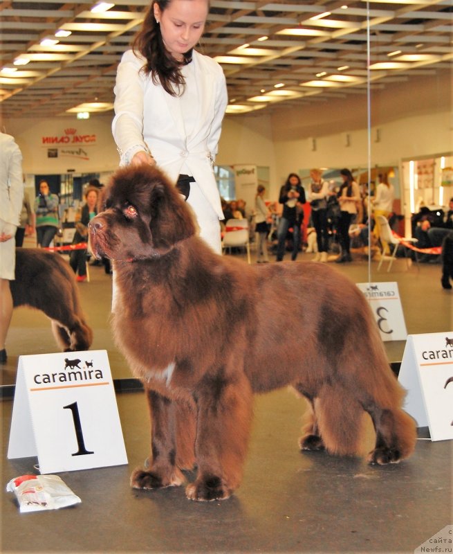 Фото: ньюфаундленд Фанньюф Атлантика (Funnewf Atlantika)