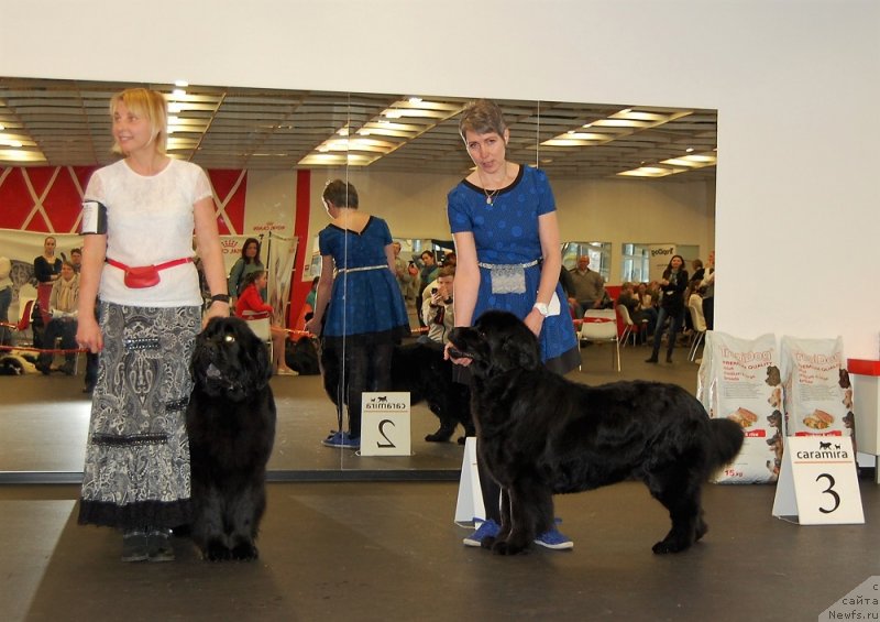 Фото: ньюфаундленд Браунблад МСК Жансая Шули (Brownblood MSK Zhansaya Shuli), BOSSA 'N' MAGIC SHIRLEY SYMPHONY