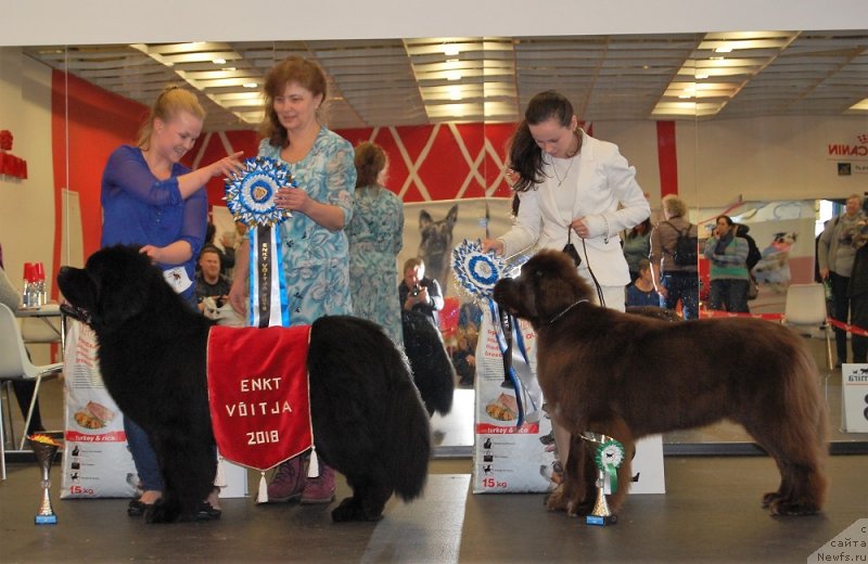 Фото: PRIVATE CAST THIS IS ABOUT ME, ньюфаундленд Фанньюф Атлантика (Funnewf Atlantika), Надежда Стрельцова