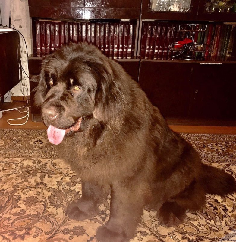 Фото: ньюфаундленд Браунблад МСК Донна Голди