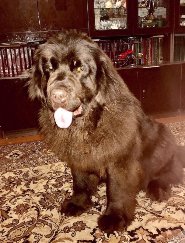 Фото: ньюфаундленд Браунблад МСК Донна Голди