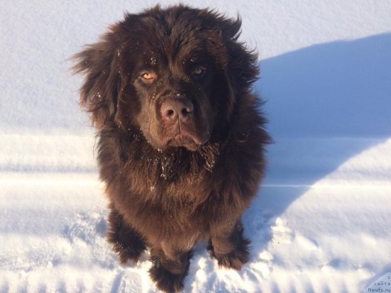 Фото: ньюфаундленд Браунблад МСК Двайт Гарнет