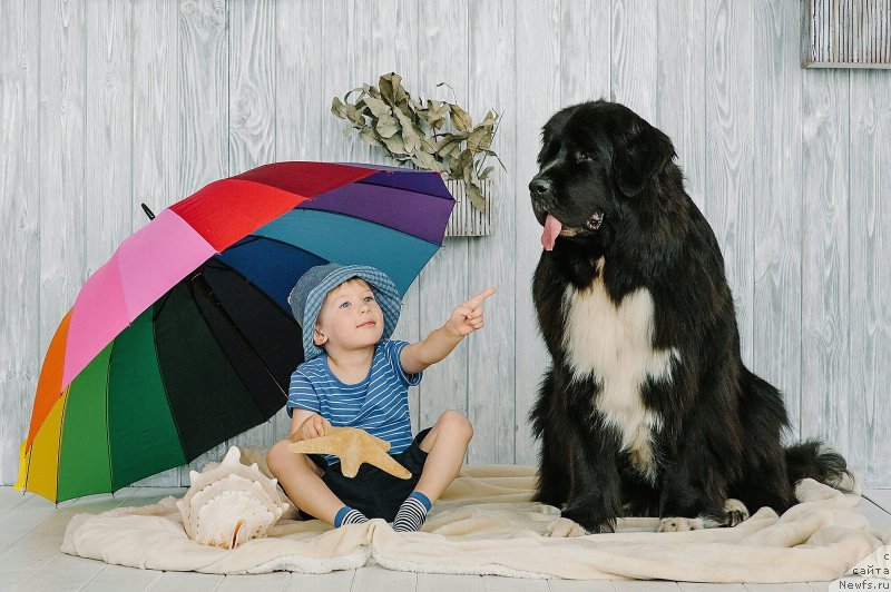 Фото: ньюфаундленд Айлу Эдиш Феаст (Aily Edich Feast)