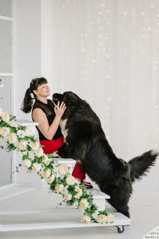 Фото: ньюфаундленд Айлу Эдиш Феаст (Aily Edich Feast)