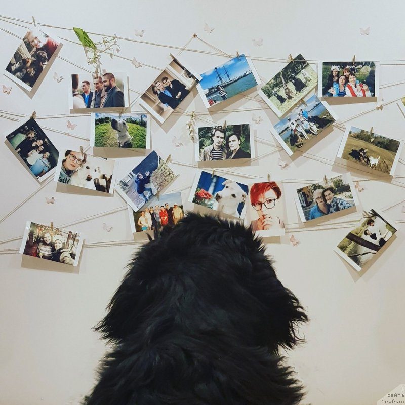 Фото: ньюфаундленд Velyke Malyatko Bayaderka Yurka