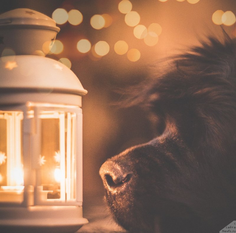 Фото: ньюфаундленд Velyke Malyatko Bayaderka Yurka