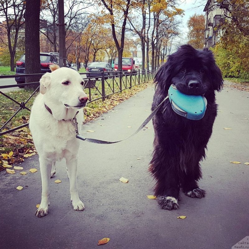 Фото: ньюфаундленд Velyke Malyatko Bayaderka Yurka