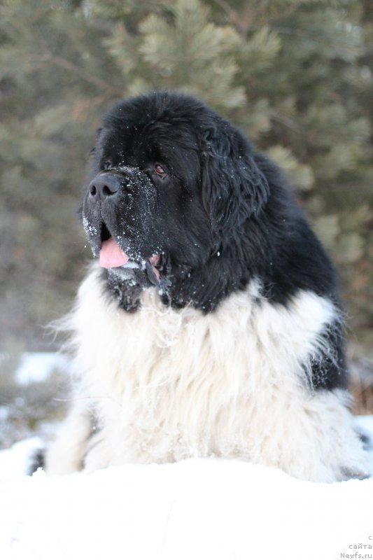 Фото: ньюфаундленд Супер Бизон Космос (Super Bizon Cosmos)