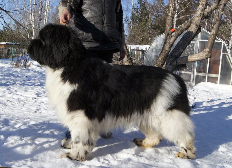 Фото: ньюфаундленд Супер Бизон Космос (Super Bizon Cosmos)