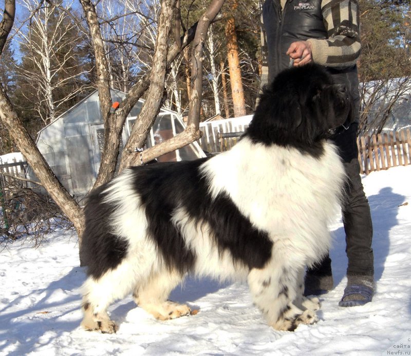 Фото: ньюфаундленд Супер Бизон Космос (Super Bizon Cosmos)