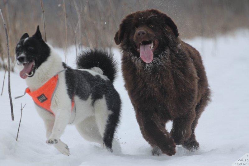 Фотография № 233898