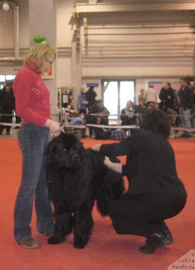 Фото: ньюфаундленд Маг Исполин Жгучий Брюнет