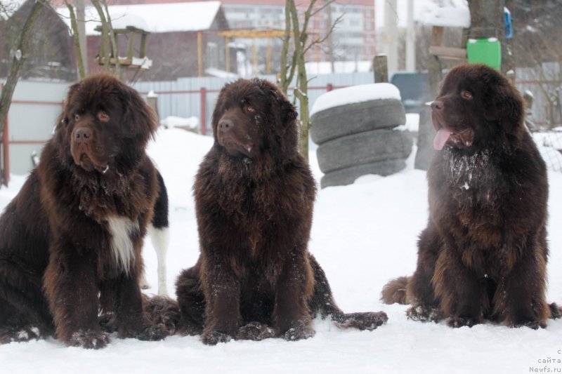 Фотография № 233900