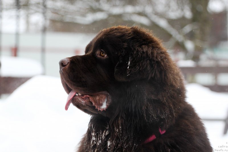 Фотография № 233902