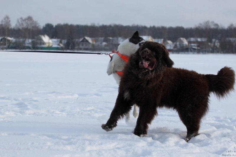 Фотография № 233905