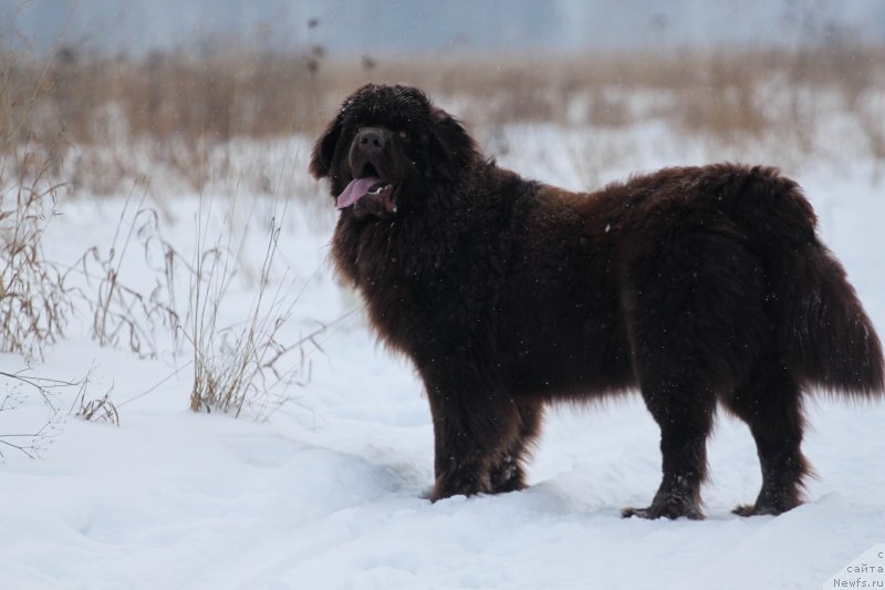 Фотография № 233906