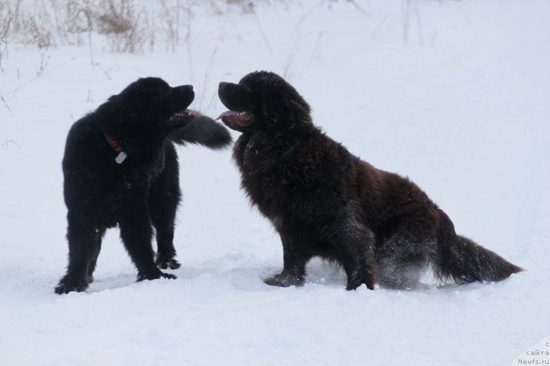 Фотография № 233907