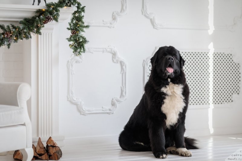 Фото: ньюфаундленд Супер Бизон Татонка