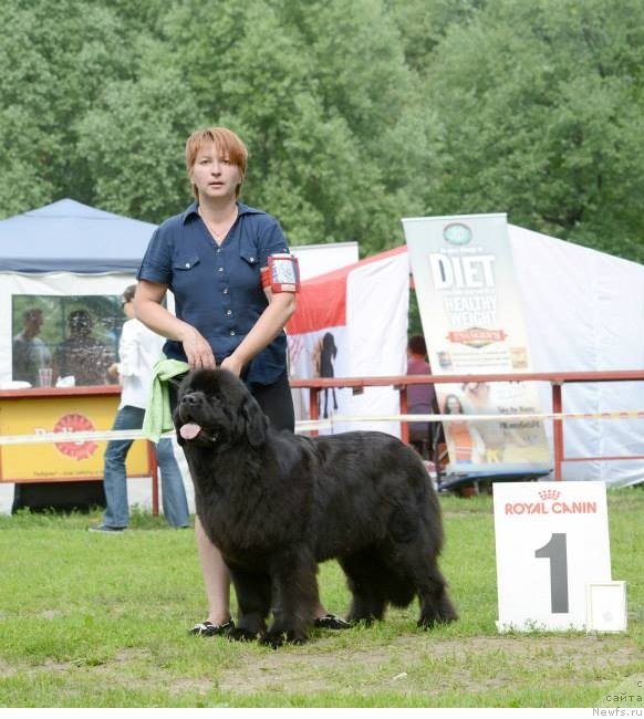 Фото: ньюфаундленд Лунная Соната Для Елены Гранд Бэби