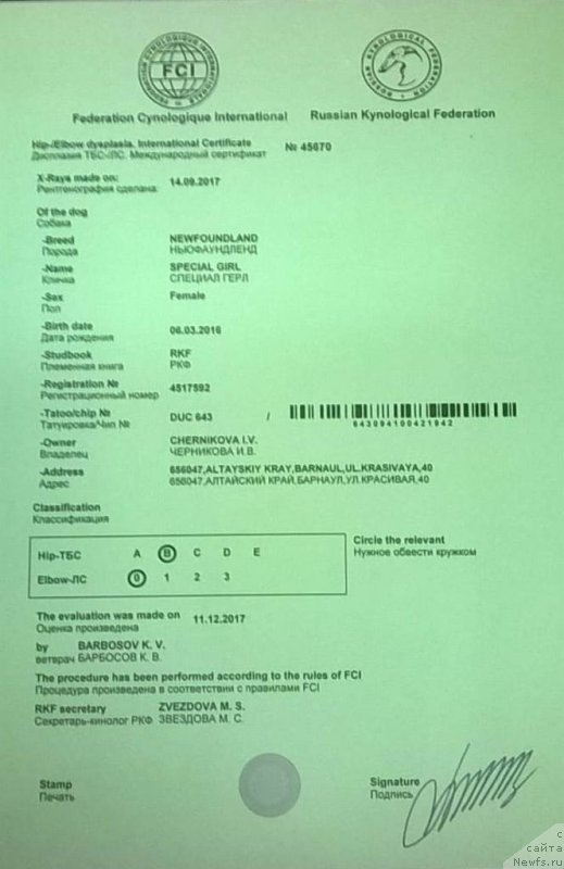 Фото: ньюфаундленд Специал Герл (Special Girl)
