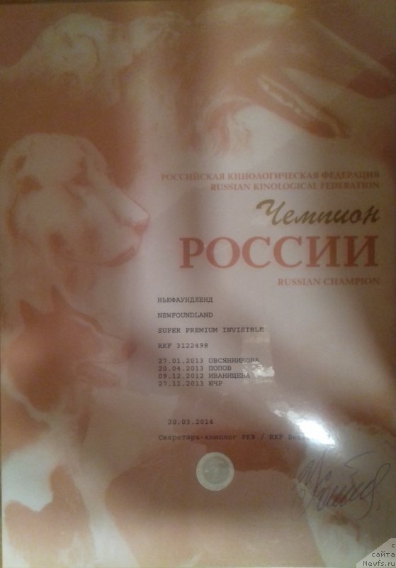 Фото: ньюфаундленд Супер Премиум Инвисибл (Super Premium Invisible)