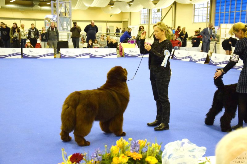 Фото: ньюфаундленд Браунблад МСК Джой Орсон