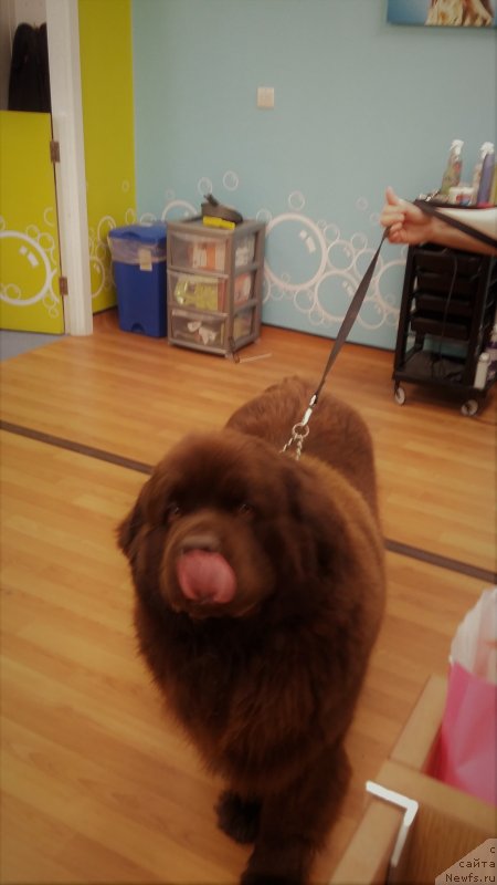 Фото: ньюфаундленд Нобл Кинг Май Лорд Симба