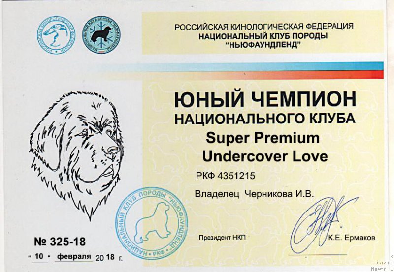 Фото: ньюфаундленд Супер Премиум Ундерковер Лове (Super Premium Undercover Love)