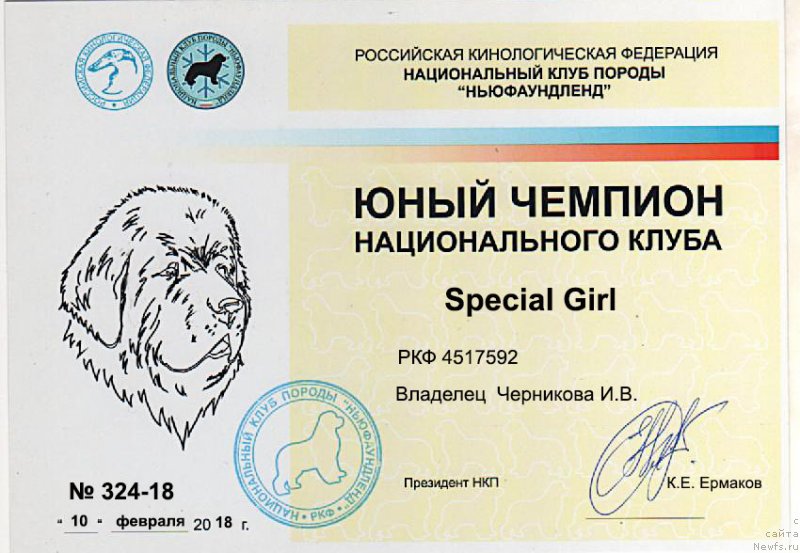 Фото: ньюфаундленд Специал Герл (Special Girl)